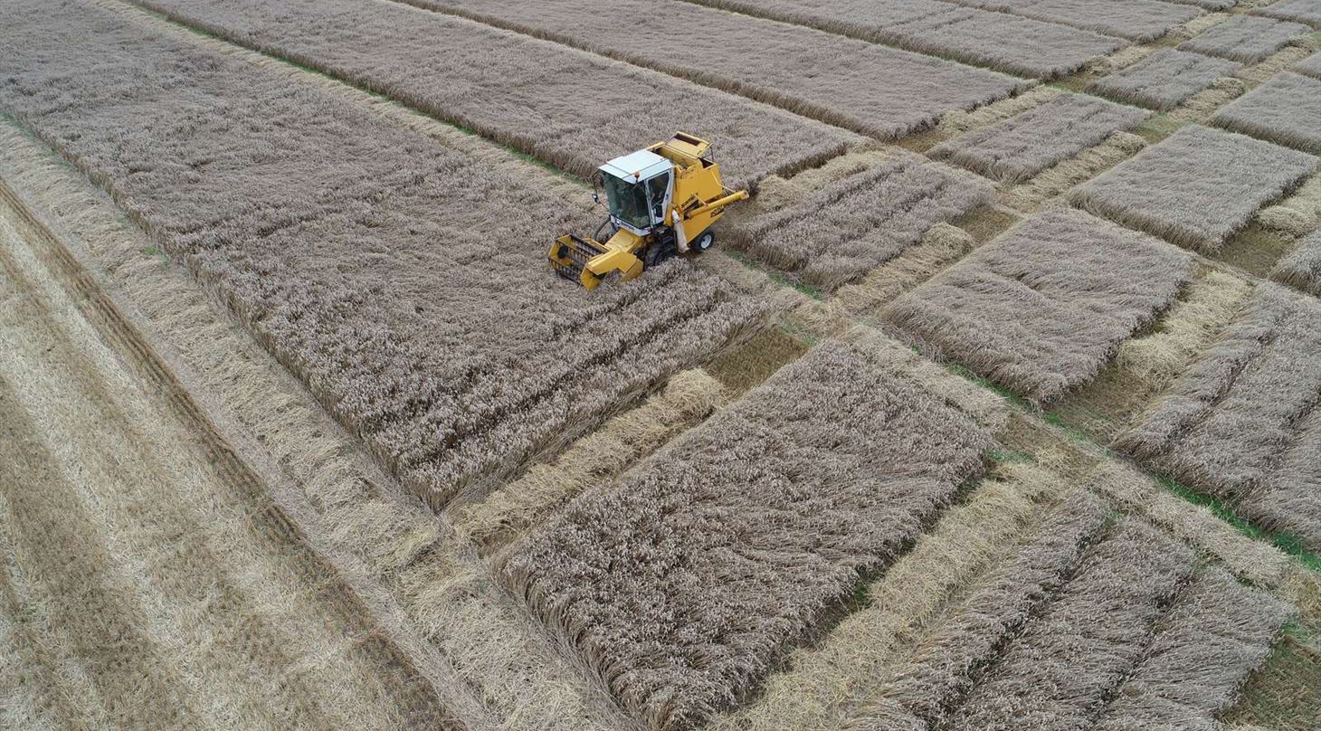 Dronebillede over mark med mejet�rsker